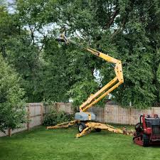 Best Tree Removal  in Altamont, IL