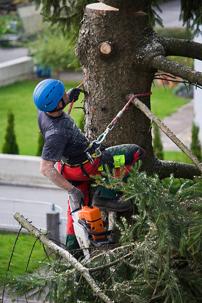 Best Lawn Renovation and Restoration  in Altamont, IL