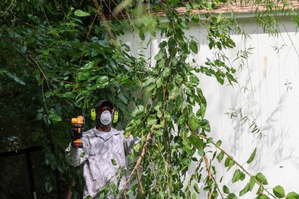 Trusted Altamont, IL Tree Services Experts