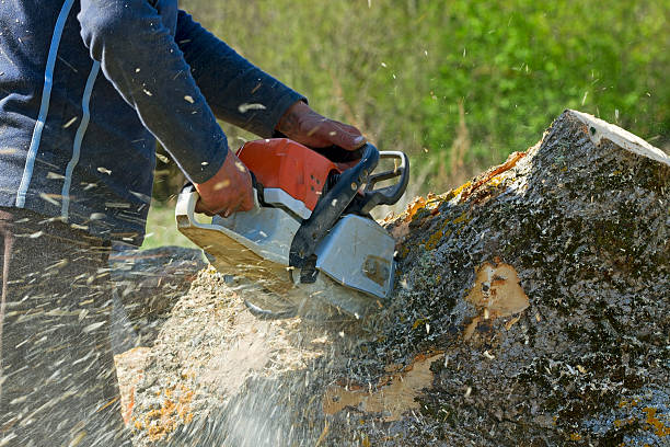 Best Palm Tree Trimming  in Altamont, IL